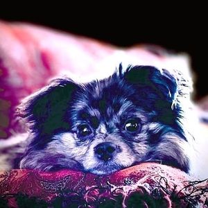 Meet your Posher, Beverley